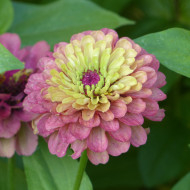 Zinnia Queen Red-Lime