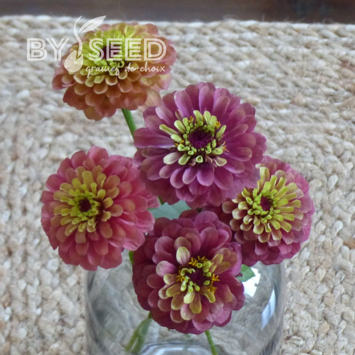Zinnia Queen Red-Lime