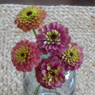 Zinnia Queen Red-Lime
