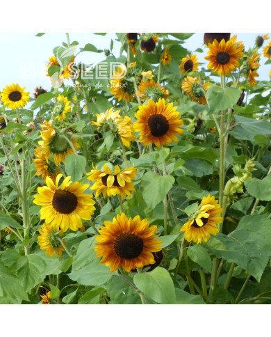 Tournesol F1 Copper Queen F1