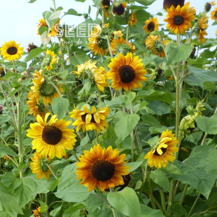 Tournesol F1 Copper Queen F1