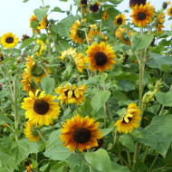 Tournesol F1 Copper Queen F1