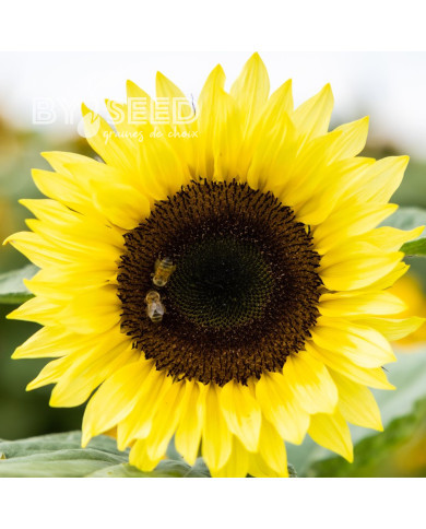 Tournesol F1 Sunrich® Summer Limoncello