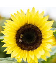 Tournesol F1 Sunrich® Summer Orange