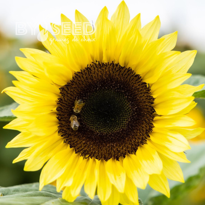 Tournesol F1 Sunrich® Summer Limoncello