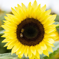 Tournesol F1 Sunrich® Summer Limoncello
