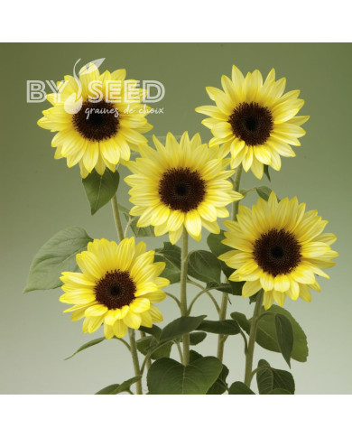 Tournesol F1 Sunrich® Summer Limoncello