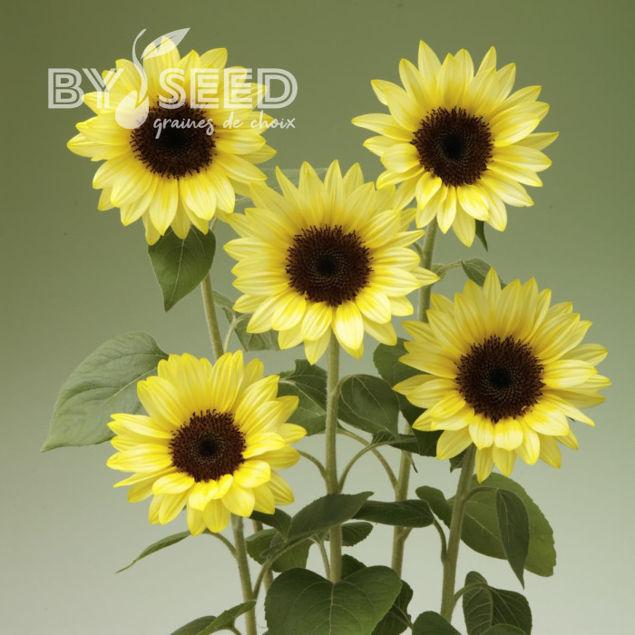 Tournesol F1 Sunrich® Summer Limoncello