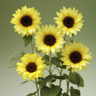 Tournesol F1 Sunrich® Summer Limoncello
