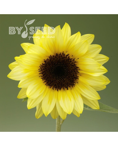Tournesol F1 Sunrich® Summer Limoncello