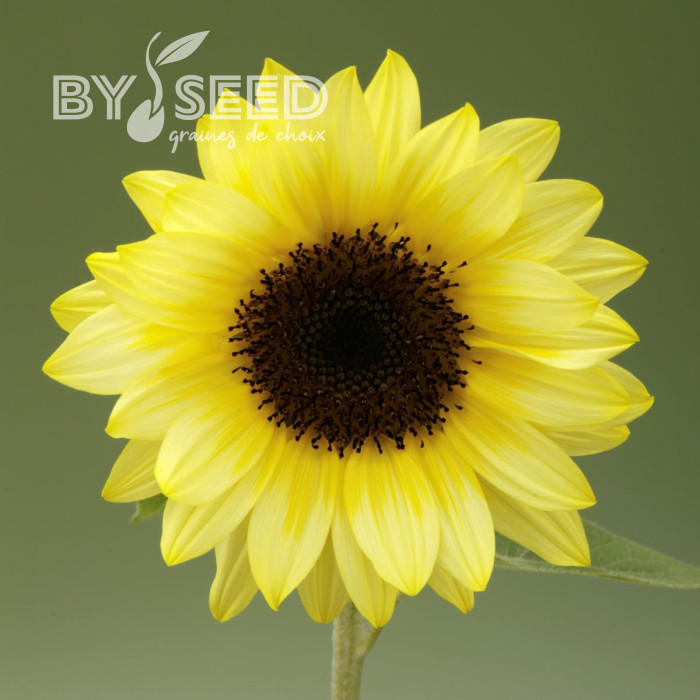 Tournesol F1 Sunrich® Summer Limoncello