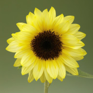 Tournesol F1 Sunrich® Summer Limoncello