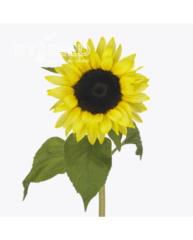 Tournesol F1 Sunrich® Summer Limoncello