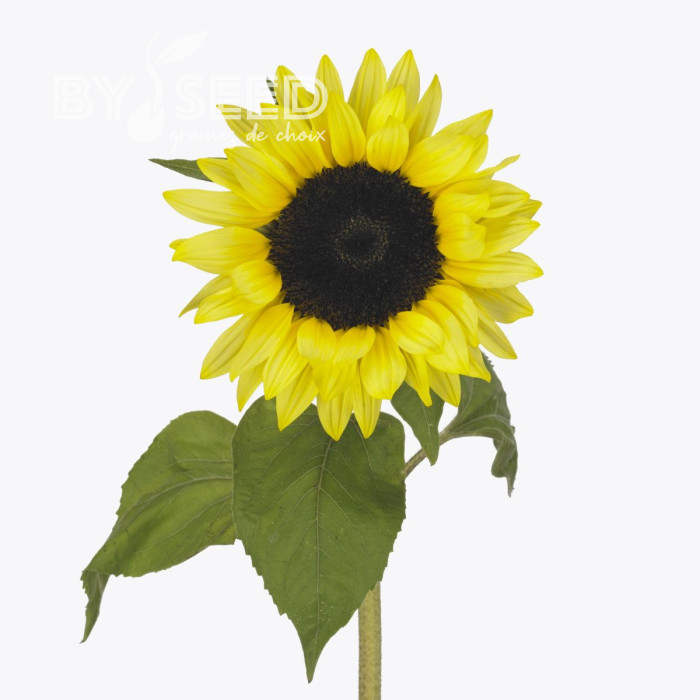Tournesol F1 Sunrich® Summer Limoncello