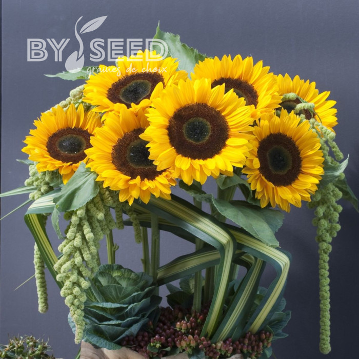 Tournesol F1 Sunrich® Orange