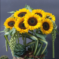 Tournesol F1 Sunrich® Orange