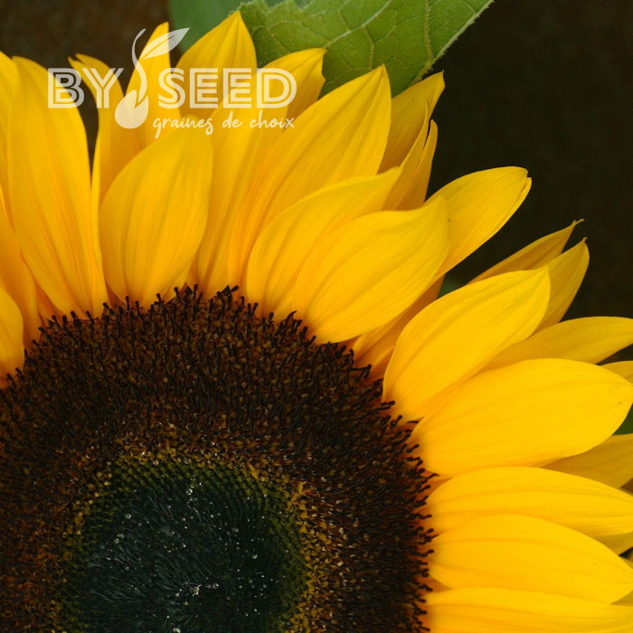 Tournesol F1 Sunrich® Orange