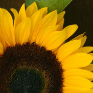 Tournesol F1 Sunrich® Orange