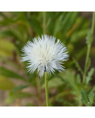 Centaurée moschata Mix
