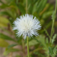 Centaurée moschata Alba (The Bride)