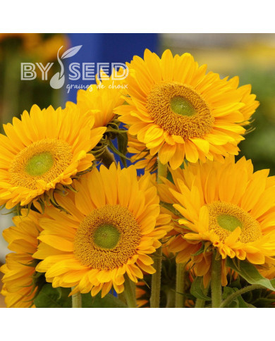 Tournesol F1 Sunrich® Gold