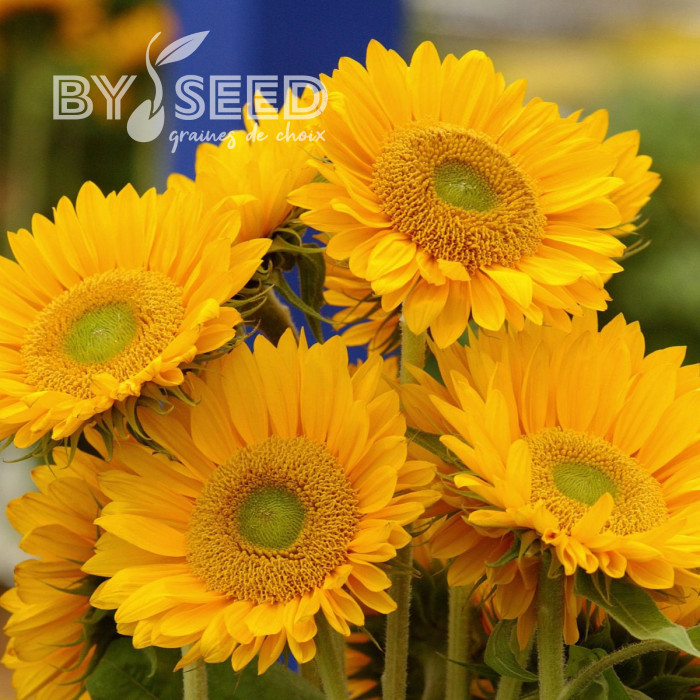 Tournesol F1 Sunrich® Gold