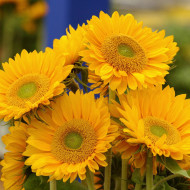 Tournesol F1 Sunrich® Gold