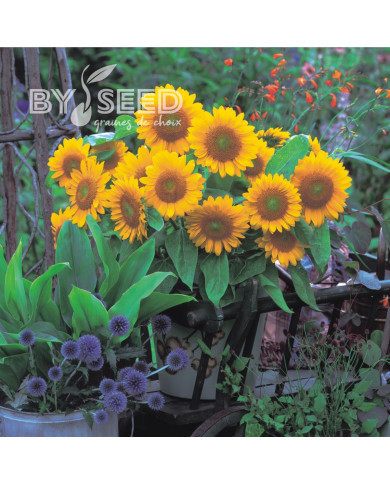 Tournesol F1 Sunrich® Gold