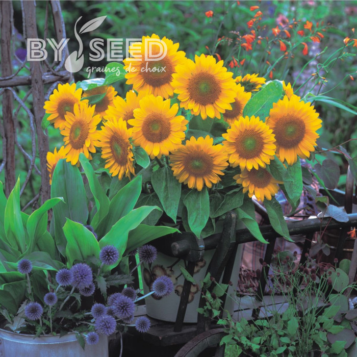 Tournesol F1 Sunrich® Gold