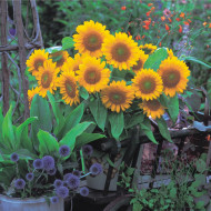 Tournesol F1 Sunrich® Gold