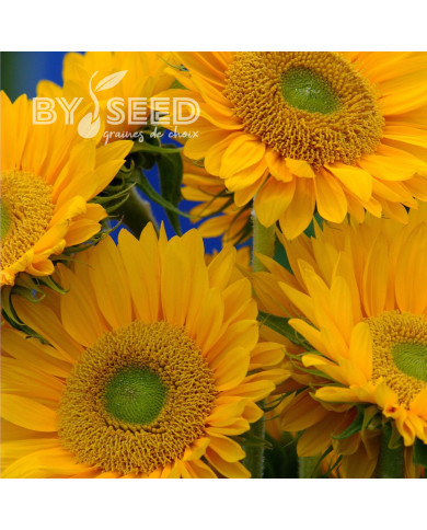 Tournesol F1 Sunrich® Gold