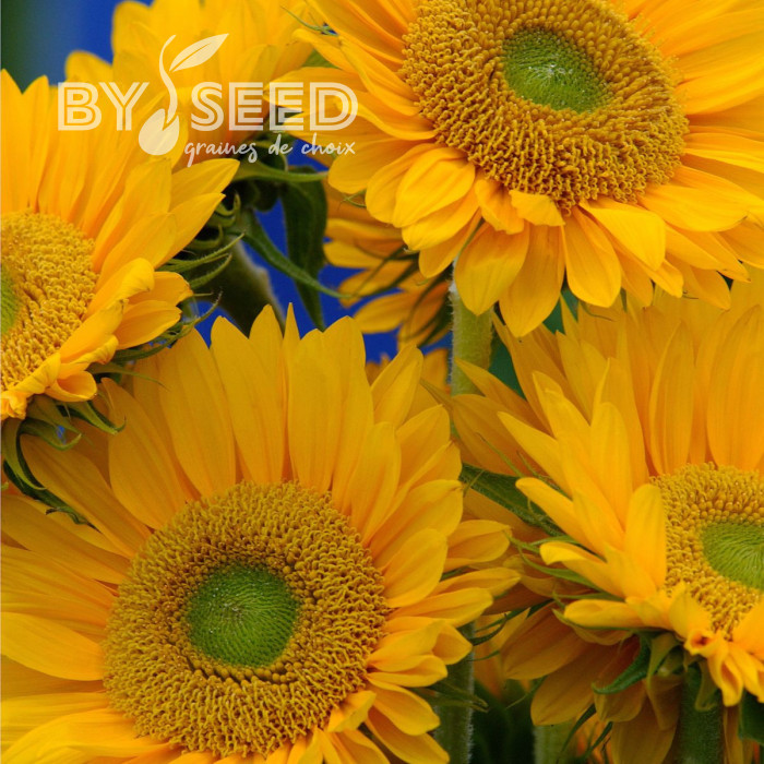 Tournesol F1 Sunrich® Gold