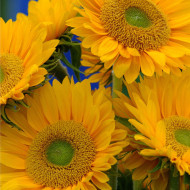 Tournesol F1 Sunrich® Gold