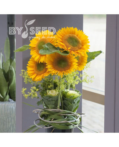 Tournesol F1 Sunrich® Gold