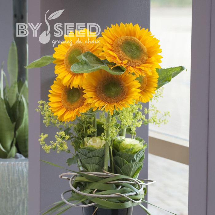 Tournesol F1 Sunrich® Gold