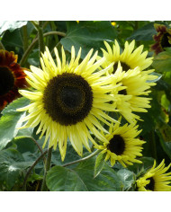 Tournesol haut Autumn Beauty Mix BIO