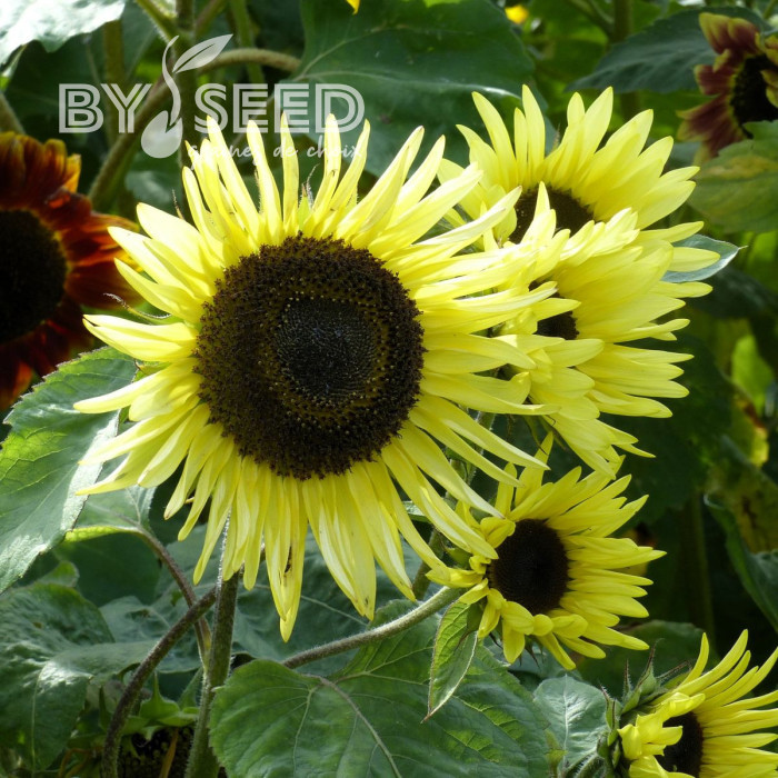 Tournesol haut Garden Statement