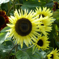 Tournesol haut Garden Statement