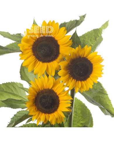 Tournesol F1 Sunrich® Summer Orange DMR