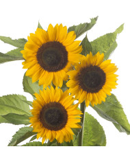 Tournesol F1 Sunrich® Summer Provence