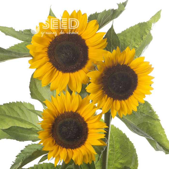 Tournesol F1 Sunrich® Summer Orange DMR