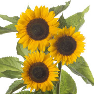 Tournesol F1 Sunrich® Summer Orange DMR