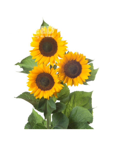 Tournesol F1 Sunrich® Summer Orange DMR