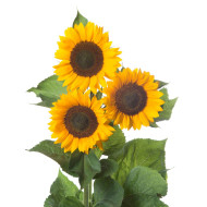 Tournesol F1 Sunrich® Summer Orange DMR