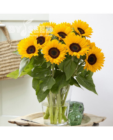 Tournesol F1 Sunrich® Summer Provence