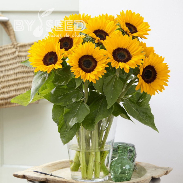 Tournesol F1 Sunrich® Summer Provence
