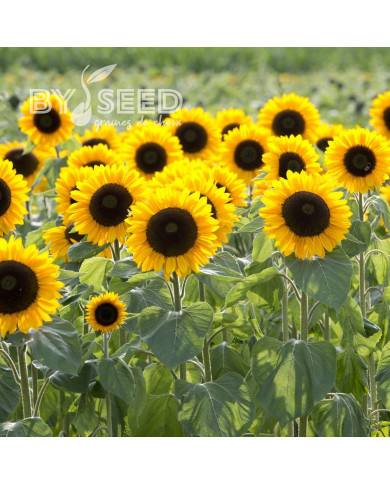 Tournesol F1 Sunrich® Summer Provence