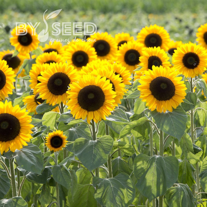 Tournesol F1 Sunrich® Summer Provence