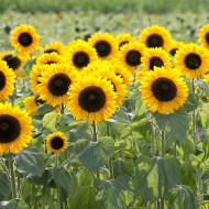 Tournesol F1 Sunrich® Summer Provence