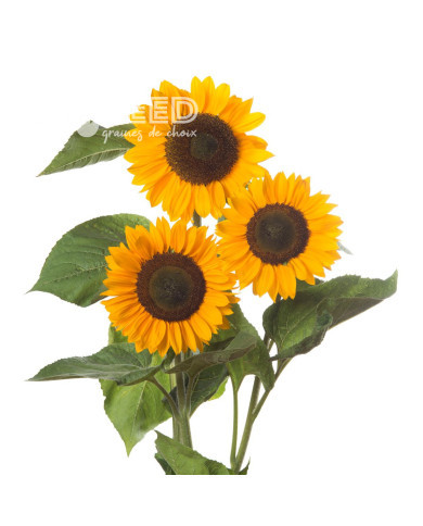 Tournesol F1 Sunrich® Summer Provence